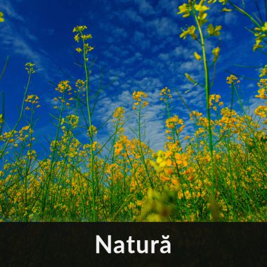 Fotografie în natura