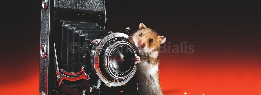 Soricelul-fotograf-PREVIEW-slider-shop